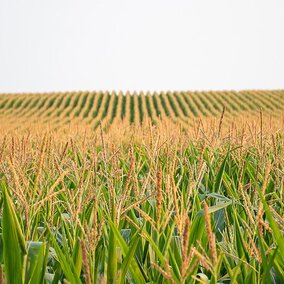 Field of corn