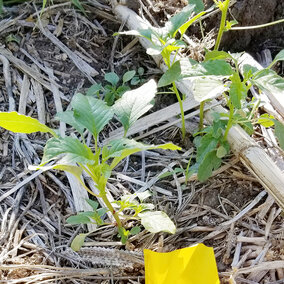 Young palmer amaranth weed in a field