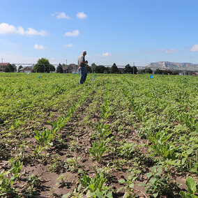 Farmer stands in sugarbeet field