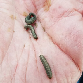 Army cutworm larvae in a hand