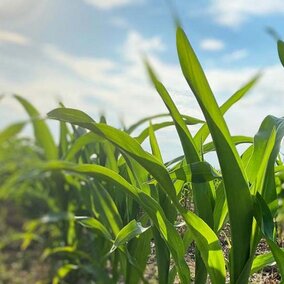 Corn field