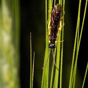 Wheat stem sawfly on plant