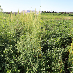 Palmer amaranth in dry beans