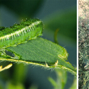 Alfalfa weevil larvae and plant damage on alfalfa