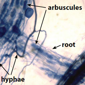 Stained wheat root in microscopic image