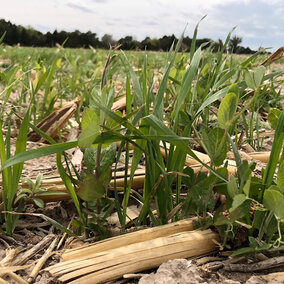 Cover crop mix in field