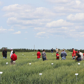 People standing in wheat field