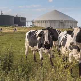 Cattle in front of silos