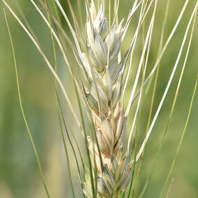 Partially bleached wheat head 