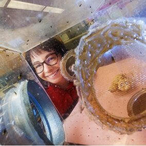 Ana Vélez looks through container of insects to camera in lab