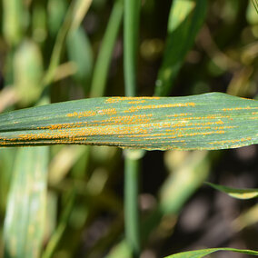 Stripe rust on wheat leaf