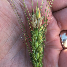 Wheat head with bleached top portion