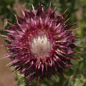 Musk thistle