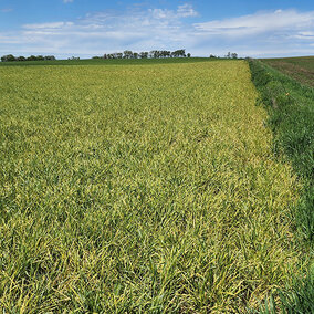 Field with wheat disease