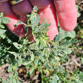 Alfalfa weevil damage to plant