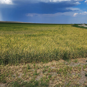 Yellowed wheat field from wheat streak mosaic disease complex