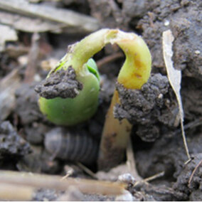 Soybean seedling damaged by pillbugs