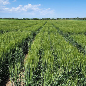 Green wheat field in Nebraska