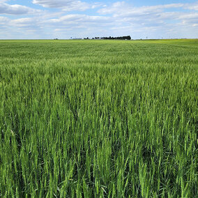 Green wheat field in Nebraska