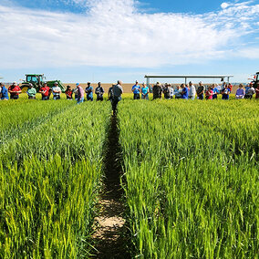 People standing in wheat field