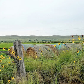 Haybales in field