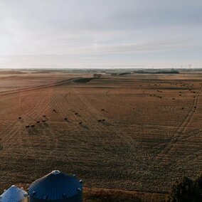 Aerial image of cattle on farm