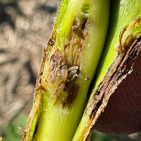 Soybean gall midge larvae on stem