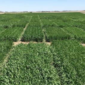 Wheat variety trial plots