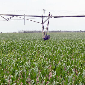 Center pivot in corn field