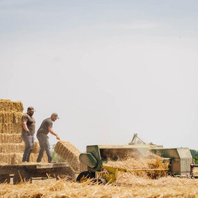 Men throw hay bales onto trailer