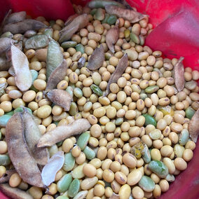 Soybean sample in a bin