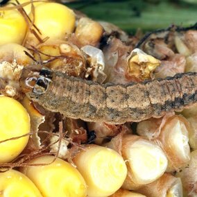 Western bean cutworm on corn