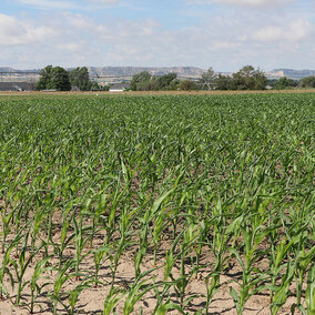 Field of corn