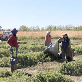 Three women stand in field of mint plants