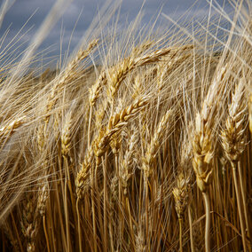 Wheat field close up