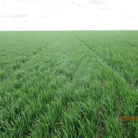 Healthy wheat field