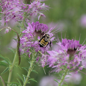 Bee sitting on a purple flower