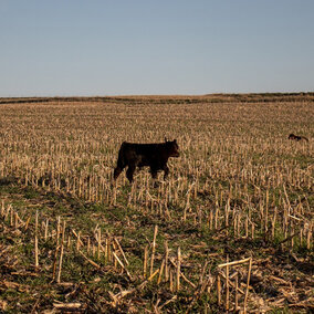 Cattle in corn stubble