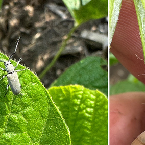 Photo collage of insect on plant leaf and hand holding bisected plant stem