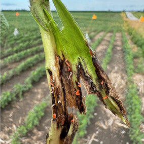 Soybean gall midge larvae on plant stem