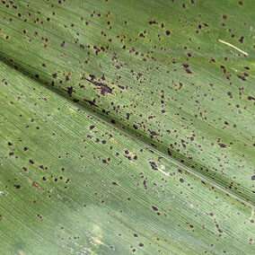 Closeup of black spots on corn leaf