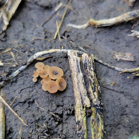 Mushroom-like structures on ground