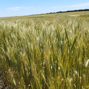 Yellowing wheat field