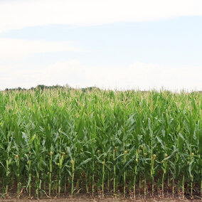 Corn field during summer