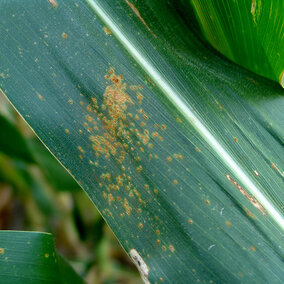 Southern rust spots on corn leaf