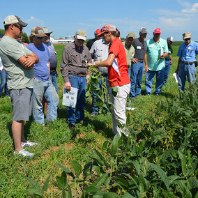 Men and women look at soybean plant near field