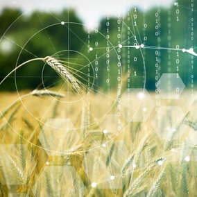 Wheat field