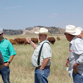 Men stand in pasture near cattle