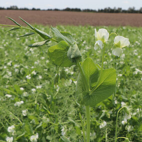 Closeup of field pea plant