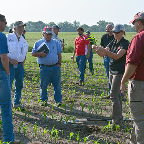 People stand in field observing woman holding corn plant